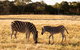 Sunset Safari At Werribee Open Range Zoo - thumb 4
