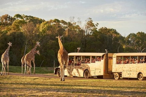 Sunset Safari At Werribee Open Range Zoo - Tourism Cairns 2
