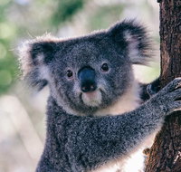 Private Tour Healesville Sanctuary Wildlife  Puffing Billy Steam Train - Tourism Cairns