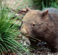 Private Nocturnal Wildlife Tour from Melbourne - Tourism Cairns