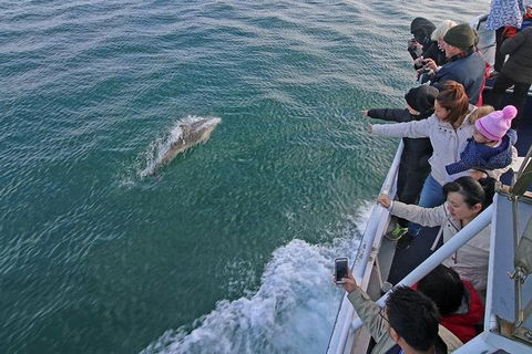 Phillip Island Whale Watching Tour - Tourism Cairns 1