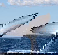 Phillip Island Whale Watching Tour - Tourism Cairns