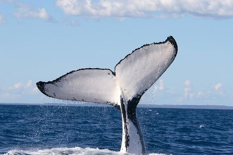 Phillip Island Whale Watching Tour - Tourism Cairns 0