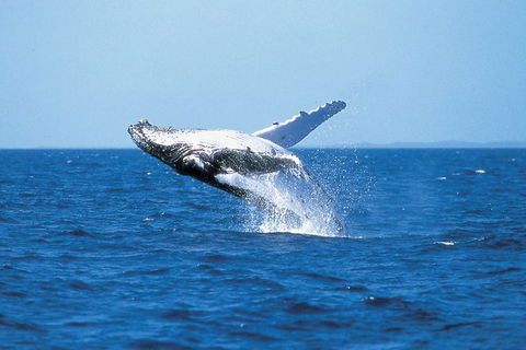 Phillip Island Whale Watching Tour - Tourism Cairns 3