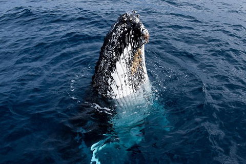Phillip Island Whale Watching Tour - Tourism Cairns 6