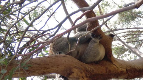 Phillip Island 3 Park Pass: Penguin Parade, Koala Conservation Centre And Penguin Parade, Koala ConservationHeritage Farm - Tourism Cairns 4