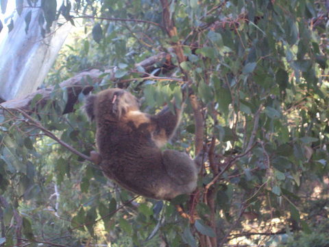 Phillip Island 3 Park Pass: Penguin Parade, Koala Conservation Centre And Penguin Parade, Koala ConservationHeritage Farm - Tourism Cairns 2