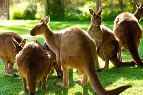 Steam Train, Yarra Valley & Healesville Wildlife Sanctuary Full Day Tour - Tourism Cairns 7
