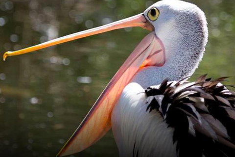 Steam Train, Yarra Valley & Healesville Wildlife Sanctuary Full Day Tour - Tourism Cairns 4