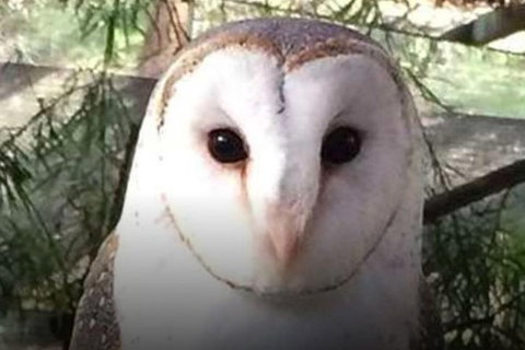 Steam Train, Yarra Valley & Healesville Wildlife Sanctuary Full Day Tour - Tourism Cairns 5