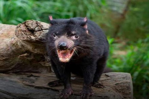 Steam Train, Yarra Valley & Healesville Wildlife Sanctuary Full Day Tour - Tourism Cairns 8