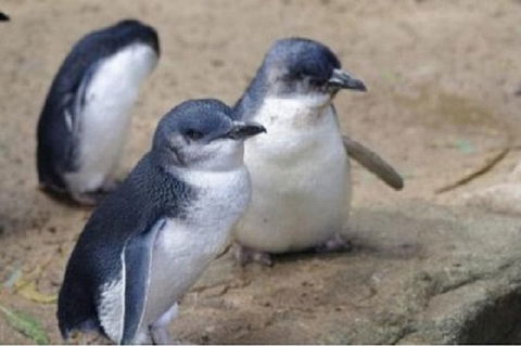 Phillip Island Tour Including Phillip Island Penguin Parade - Tourism Cairns 1