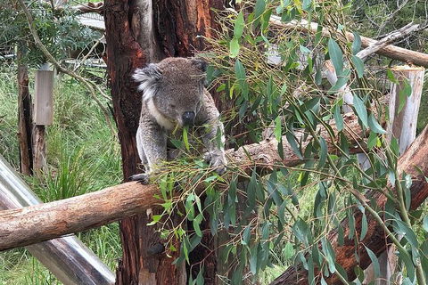 Phillip Island Tour Including Phillip Island Penguin Parade - Tourism Cairns 3