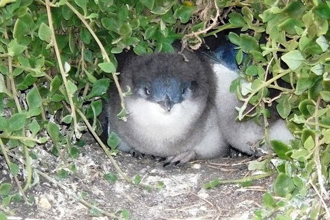Phillip Island Tour Including Phillip Island Penguin Parade - Tourism Cairns 7