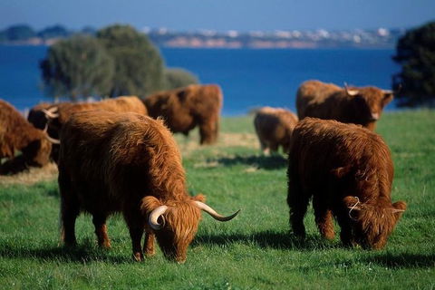 Phillip Island Churchill Island Heritage Farm: Entry Ticket - Tourism Cairns 1
