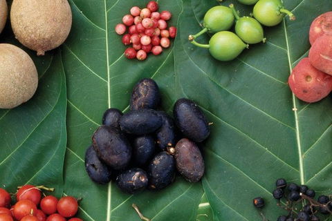 AUSTRALIAN NATIVE FOOD TOUR From Melbourne - Tourism Cairns 0