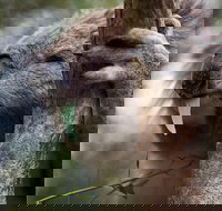 Phillip Island Koala Conservation Centre Entry ticket - Tourism Cairns