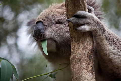 Phillip Island Koala Conservation Centre: Entry Ticket - Tourism Cairns 0