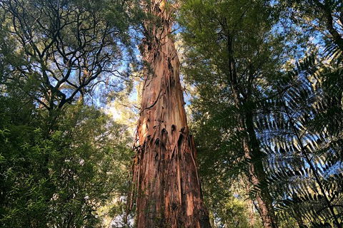 Ultimate Reverse Direction - 12 Apostles, Great Ocean Road - Small Group Tour - Tourism Cairns 3