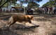 1 Day Exclusively Private Tour Of Phillip Island & The Penguin Parade - thumb 4