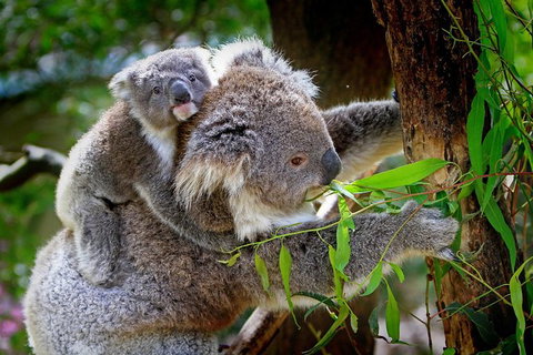 1 Day Exclusively Private Tour Of Phillip Island & The Penguin Parade - Tourism Cairns 7