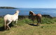 1 Day Exclusively Private Tour Of Phillip Island & The Penguin Parade - thumb 10