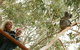 1 Day Exclusively Private Tour Of Phillip Island & The Penguin Parade - thumb 9