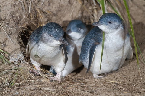 1 Day Exclusively Private Tour Of Phillip Island & The Penguin Parade - Tourism Cairns 5