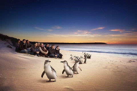 Phillip Island Penguin Parade For 21 Passengers - Tourism Cairns 0