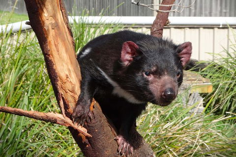 Tasmania 6 Day \'Tour In Circle\' - Tourism Cairns 1