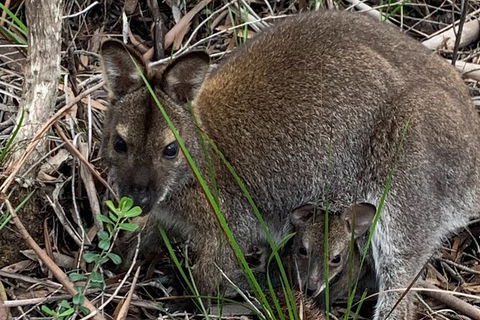 Wineglass Bay And Freycinet National Park Active Day Trip From Hobart - Tourism Cairns 32