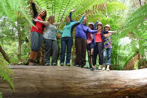 Mt Field National Park Active Day-Trip Including Bonorong And Mt Wellington - Tourism Cairns 4