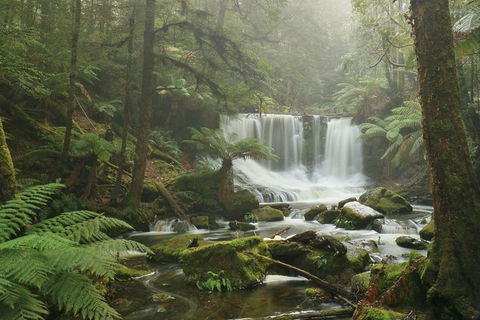 Mt Field National Park Active Day-Trip Including Bonorong And Mt Wellington - Tourism Cairns 10