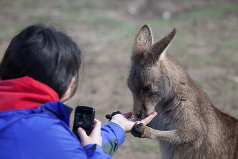 Mt Field National Park Active Day-Trip Including Bonorong And Mt Wellington - Tourism Cairns 14