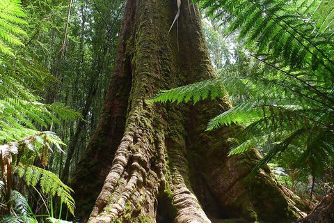 Mt Field National Park Active Day-Trip Including Bonorong And Mt Wellington - Tourism Cairns 11