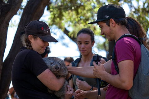 Mt Field National Park Active Day-Trip Including Bonorong And Mt Wellington - Tourism Cairns 13