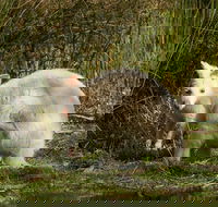 Bruny Island premium private photo-oriented day tour from Hobart - Tourism Cairns