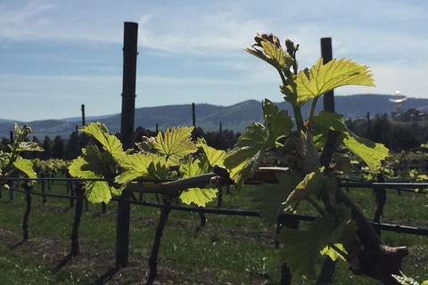 Mona And Wine Experience Tour - Tourism Cairns 1