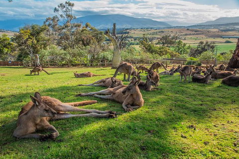Shore Excursion: Hobart's Best In Half A Day - Tourism Cairns 0