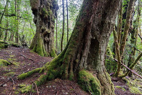 3-Day Cradle Mountain Photography Workshop - Tourism Cairns 6