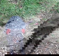 South East Food Sightseeing Private Tour with the Tasmanian Devil Unzoo - Tourism Cairns
