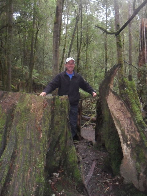 Mt Field National Park And Russell Falls From Hobart - Tourism Cairns 8