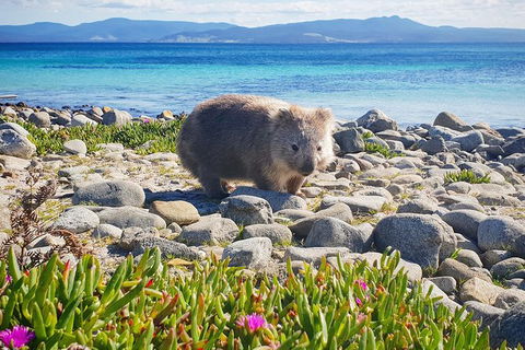 Maria Island National Park - Day Walk And Picnic Lunch - Tourism Cairns 7