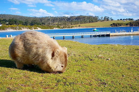 Maria Island National Park - Day Walk And Picnic Lunch - Tourism Cairns 21