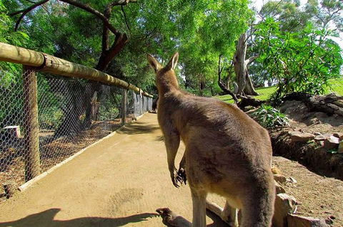 Wilderness And Wildlife - Tourism Cairns 0