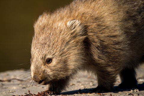 8-Day Tasman Wildlife And Wilderness Encounter Including Accommodation - Tourism Cairns 1