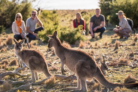 8-Day Tasman Wildlife And Wilderness Encounter Including Accommodation - Tourism Cairns 0