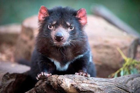 Small Group Tasmanias Wilderness And Wildlife Day Tour - Tourism Cairns 1