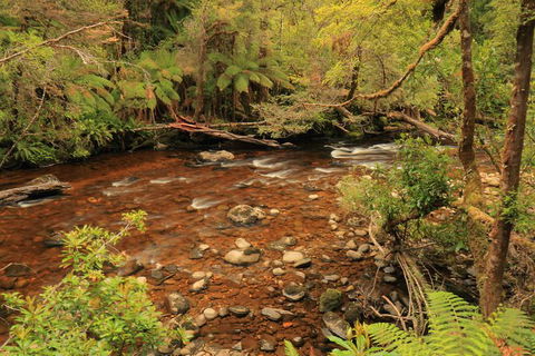 Lake St. Clair And Western Wilderness Active Day Trip From Hobart - Tourism Cairns 15