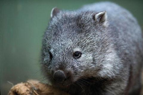 Small-group Tour From Hobart: Derwent River Valley And Coal River Valley - Tourism Cairns 3